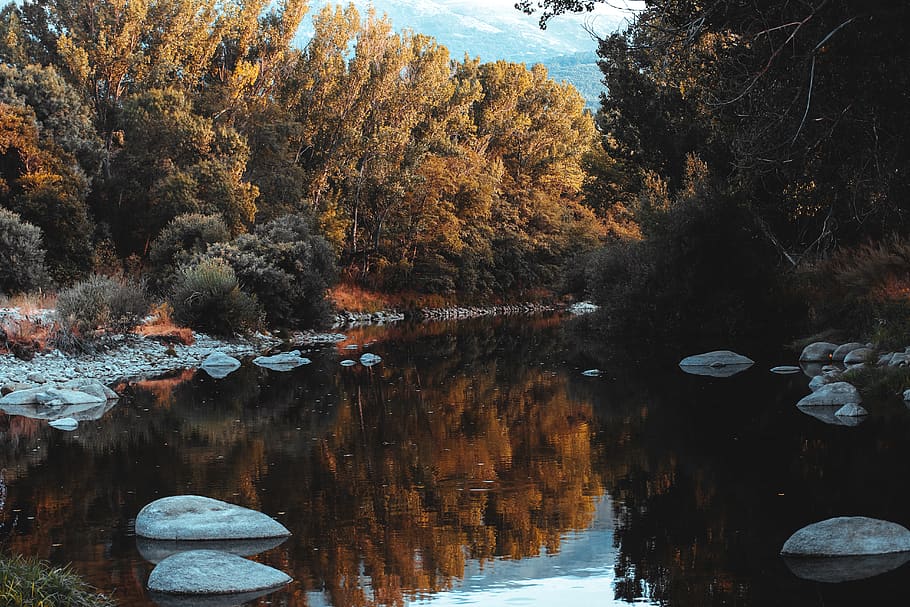 landscape, summer, autumn, forest, trees, stones, water, plant HD wallpaper