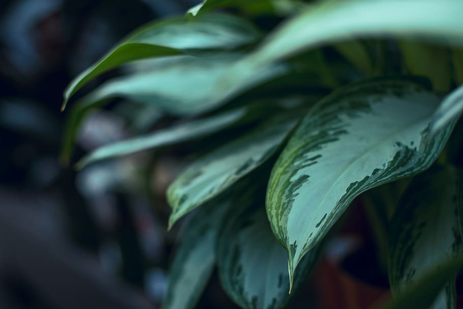 Selective Focus Photo of Green Dumb Cane, blurred background HD wallpaper