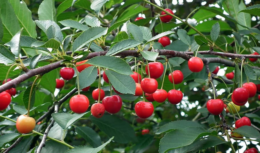 cherries, fruit, red, tree, branch, fresh, summer, vitamins, HD wallpaper