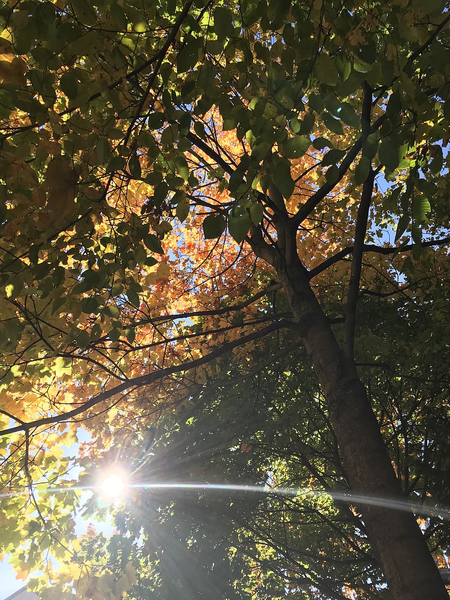 austria, vienna, leaves, fall, colors, autumn, tress, tree HD wallpaper