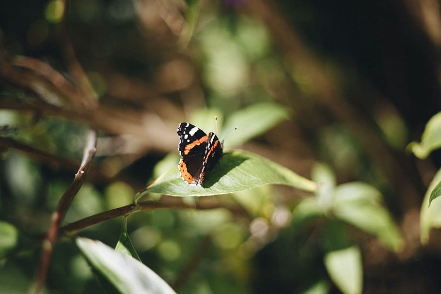 butterfly, spring, nature, insect, summer, plant, butterflies HD wallpaper