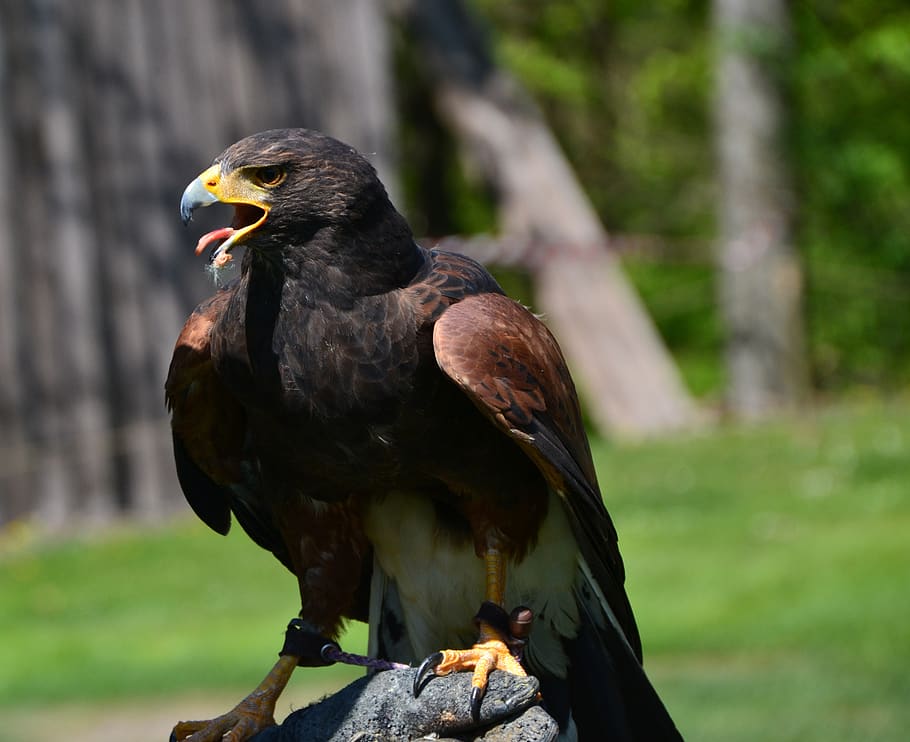 rapid, bird, predator, feather, close up, falconry, animal themes HD wallpaper