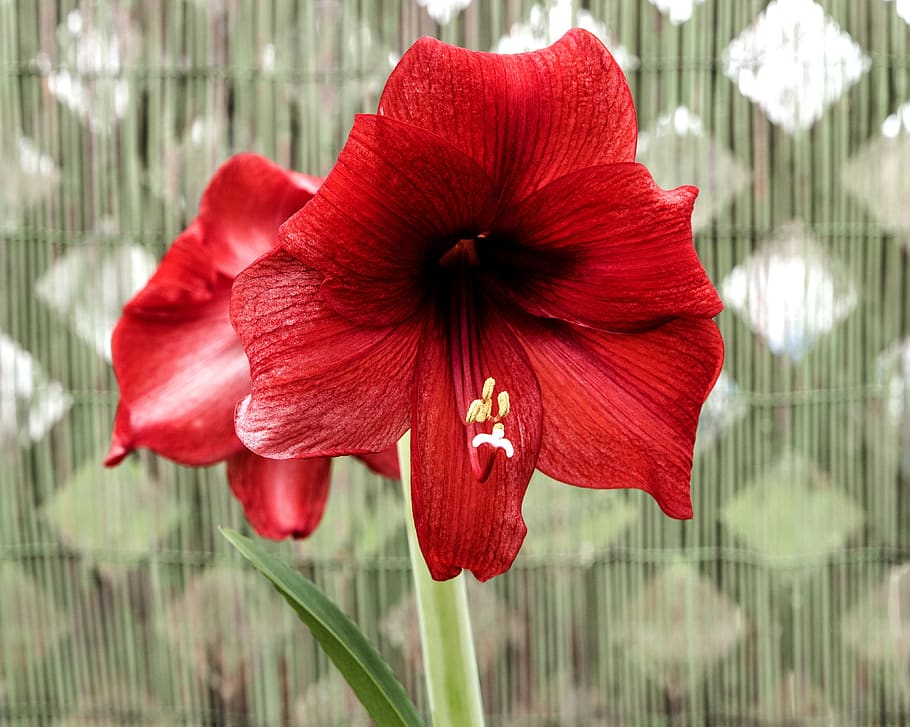 flower, amaryllis, red, bloom, indoor, plant, flowering plant HD wallpaper