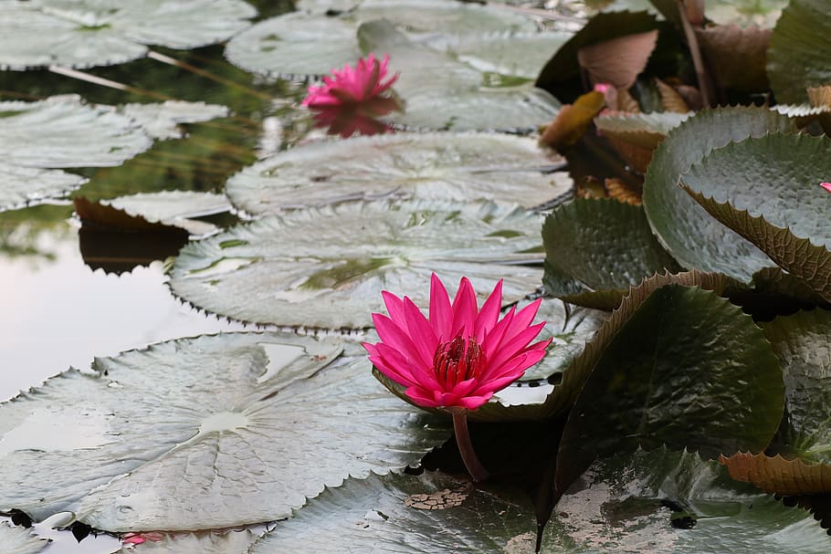 multiple, waterlily, pink, nice, flowers, leaf, pond, fresh HD wallpaper