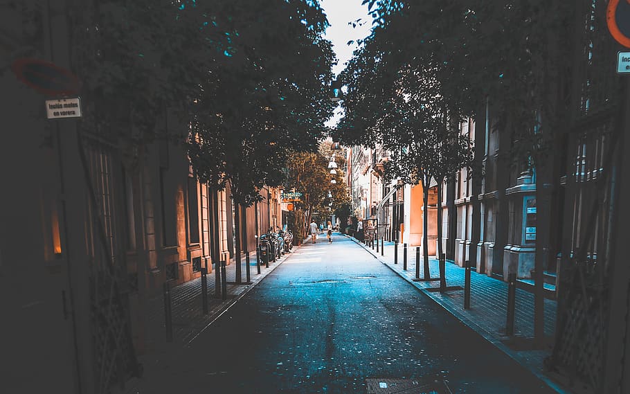 few people walking on pathway, tree, the way forward, plant, direction HD wallpaper