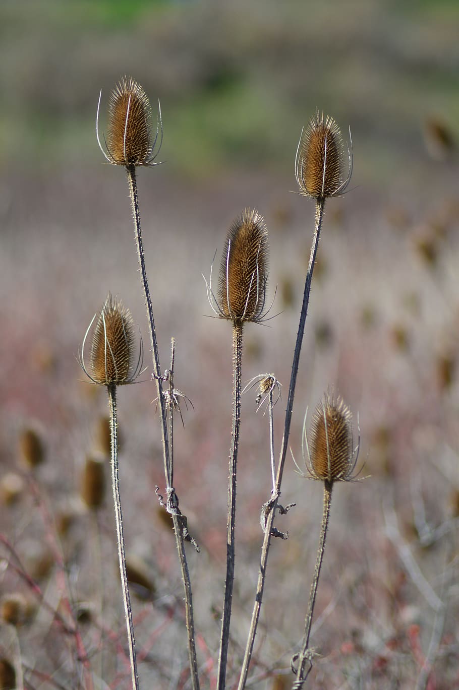 plant, grass, lawn, teasel, reed, united states, anacortes