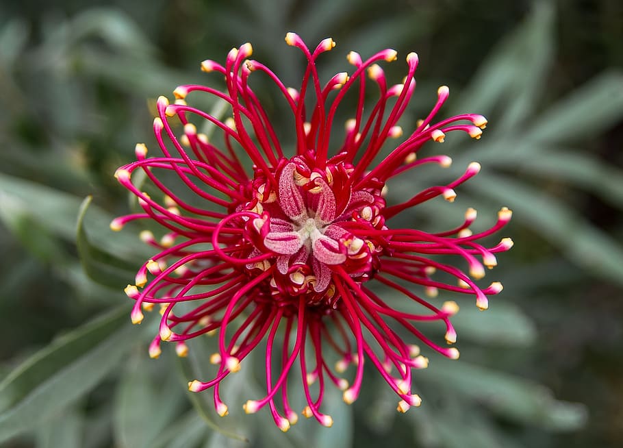 Red Flower, bloom, blossom, flora, grevillea, macro, flowering plant HD wallpaper