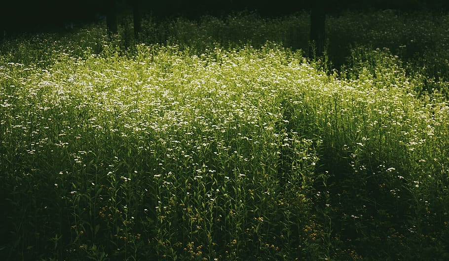 grass, plant, growth, green color, land, beauty in nature, field HD wallpaper