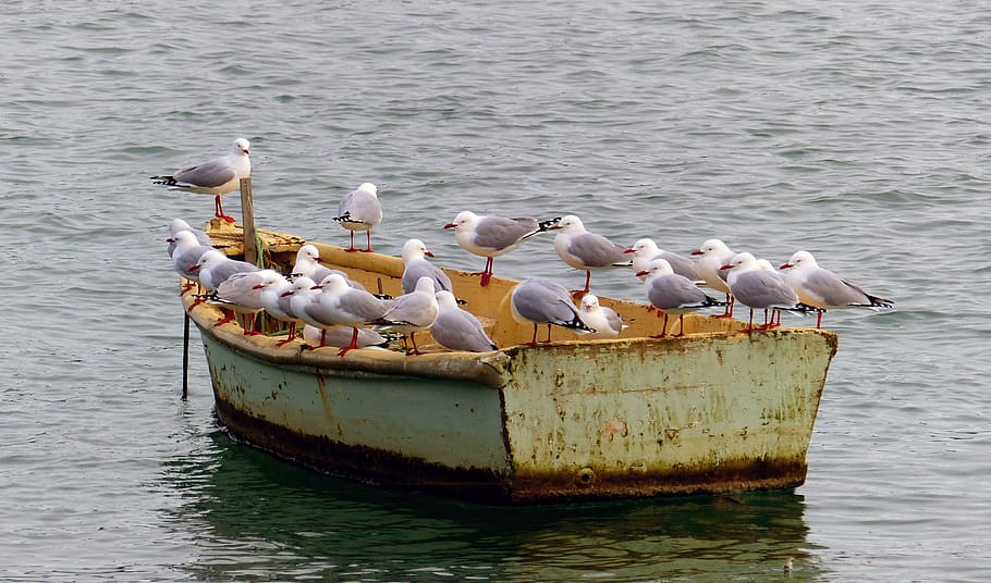 seagulls, row, perched, boat, birds, red billed, wildlife, nature HD wallpaper