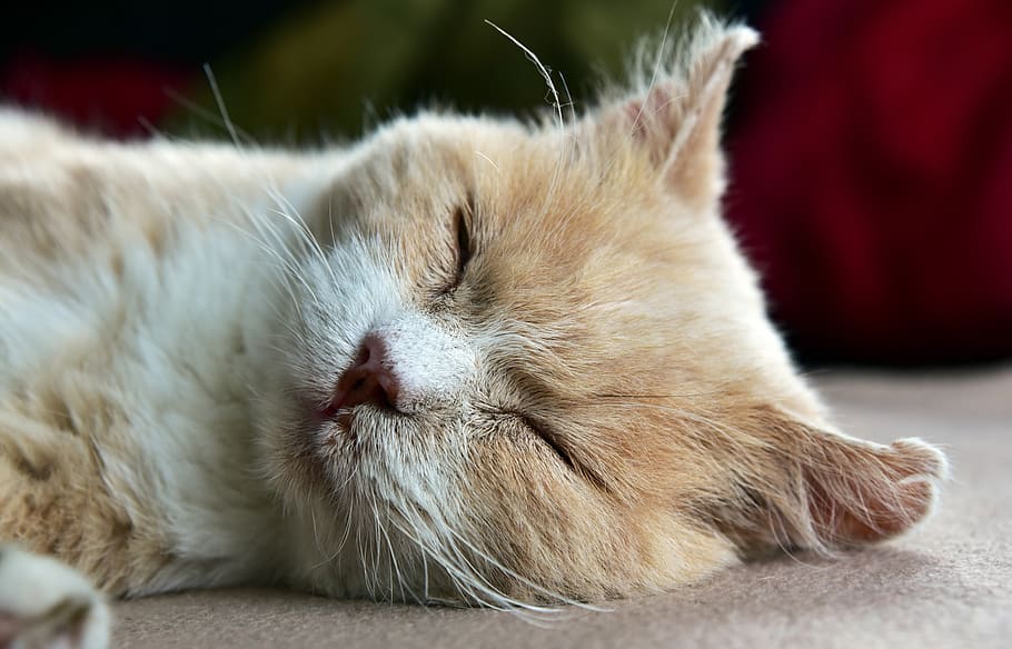 cat, tired, sleep, rest, dreams, relax, domestic cat, concerns HD wallpaper