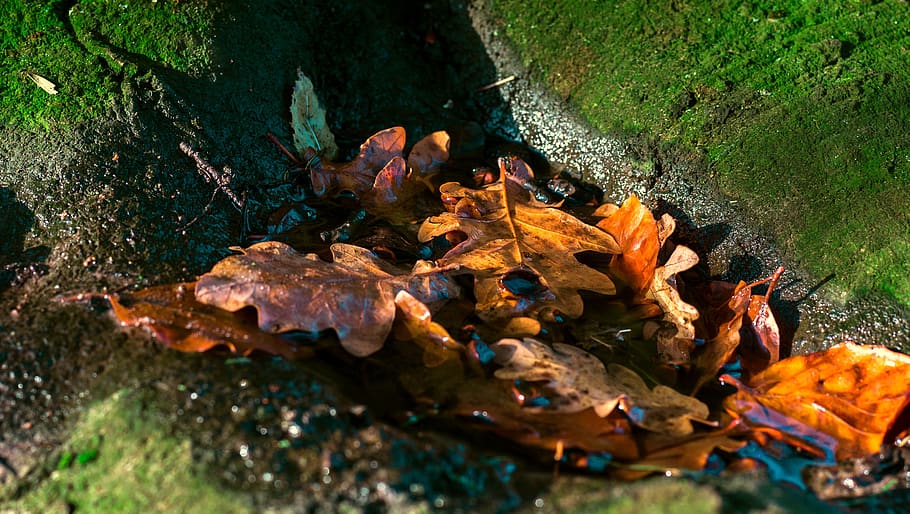 leaves, tree root, moss, water, puddle, fall leaves, wet, moist HD wallpaper