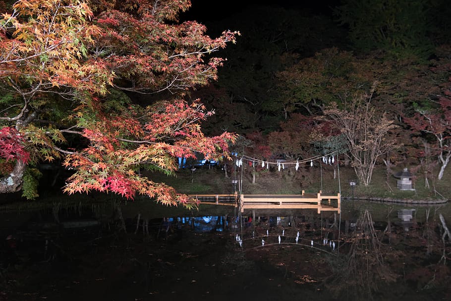 用作公園, 夜景, plant, tree, lake, nature, beauty in nature HD wallpaper
