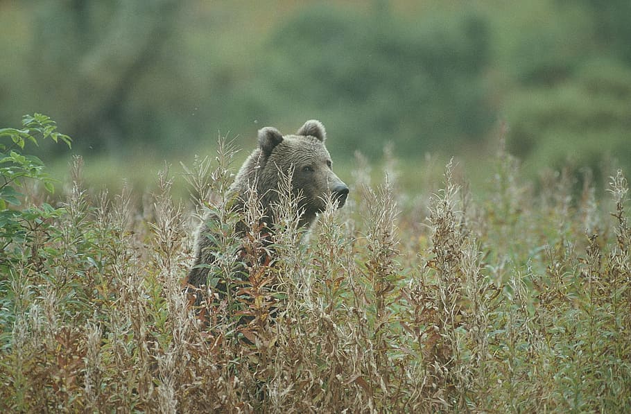 bear, grizzly, hide, hidden, animal, nature, giant, animal themes HD wallpaper