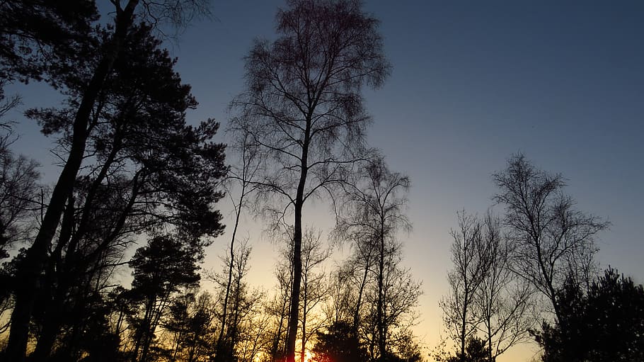 trees, eindoven, geldrop, netherlands, bram kunnen, background HD wallpaper