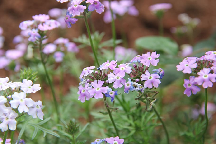 flower, spring, pink, park, flowering plant, freshness, vulnerability HD wallpaper