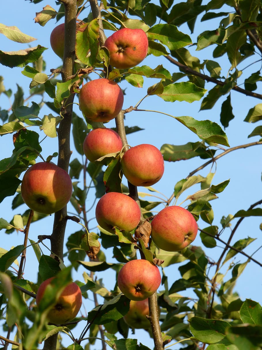 apples, fruit, costs, vitamins, food, harvested, orchard, delicious HD wallpaper