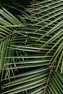 Tropical palm leaves, floral pattern background, summer, green HD wallpaper