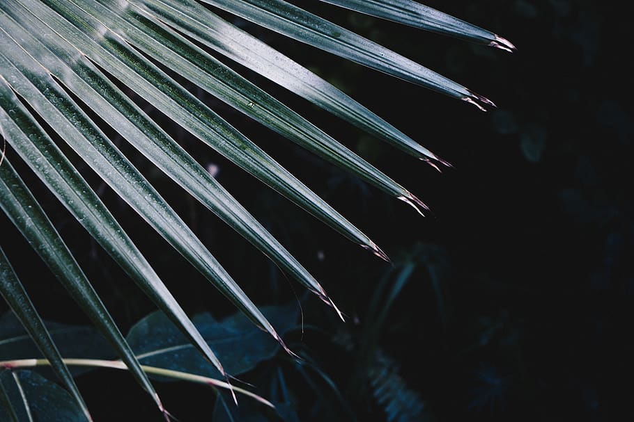 arecaceae, plant, tree, palm tree, outdoors, vegetation, nature HD wallpaper