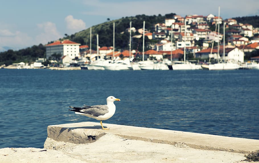 seaside, seagull, mountain, nature, bird, water, animals in the wild HD wallpaper