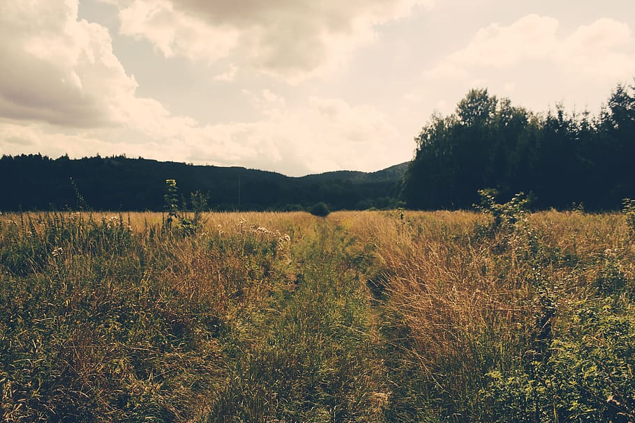 Photo of Green Grass Field, clouds, cropland, daylight, environment HD wallpaper