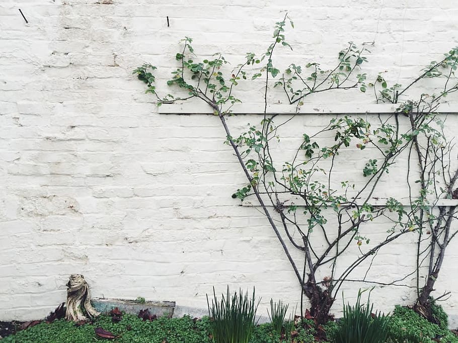 branches, bricks, climbing, gray, green, plants, walls, white HD wallpaper