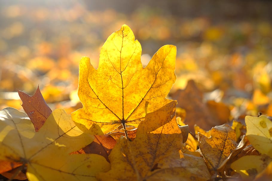 leaf, maple leaf, leaves, autumn, yellow, backlighting, fall foliage HD wallpaper