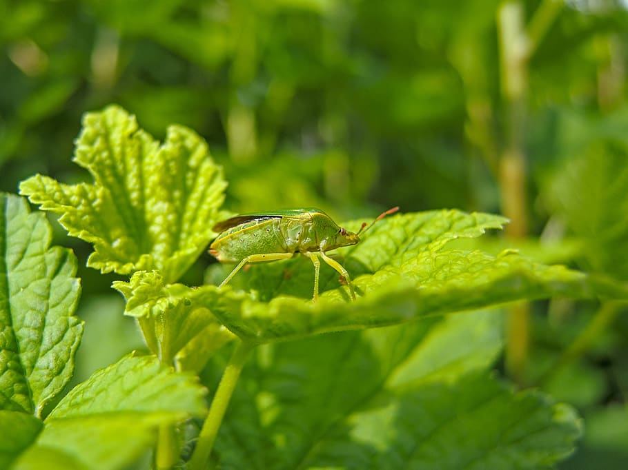 bug, green, beetle, stink bug, leaves, nature, close up, green color HD wallpaper