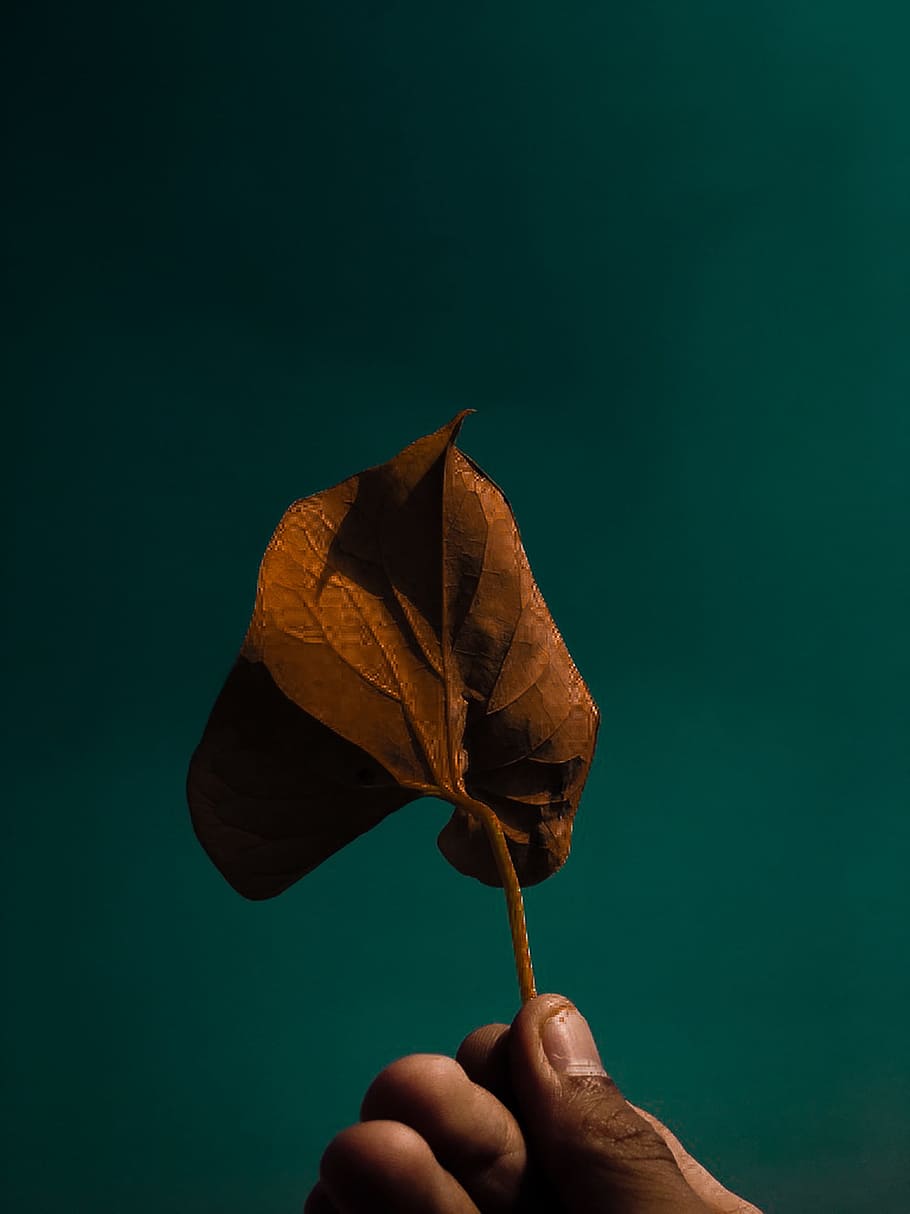 Person Holding Brown Leaf, close-up, colors, environment, hand HD wallpaper