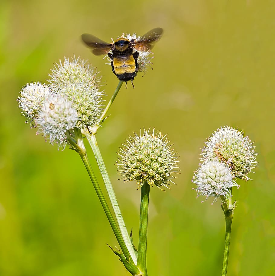 bumble, bumbler, bee, pollen, nature, summer, insect, flower HD wallpaper