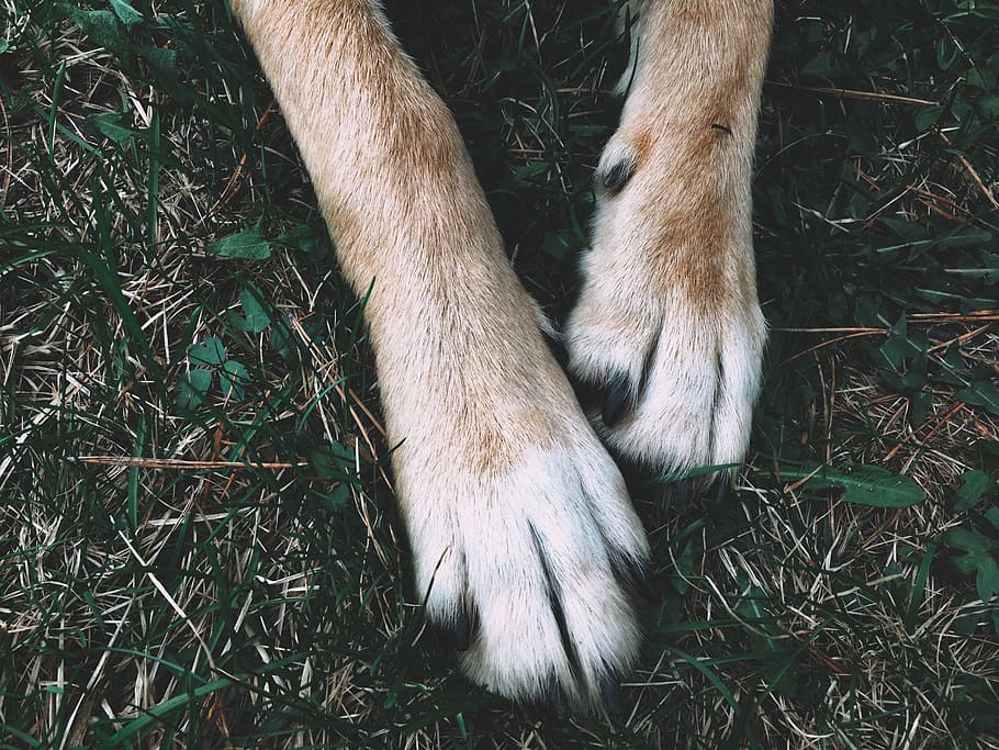 россия, казань, spring, paws, kazan, grass, dog HD wallpaper