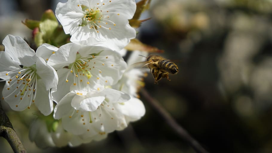 bee, cherry blossom, nature, spring, flower, tree, insect, garden HD wallpaper