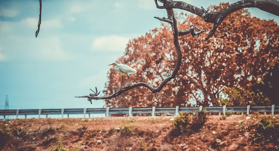 bird, tree, nature, green, white, sky, plant, day, no people HD wallpaper