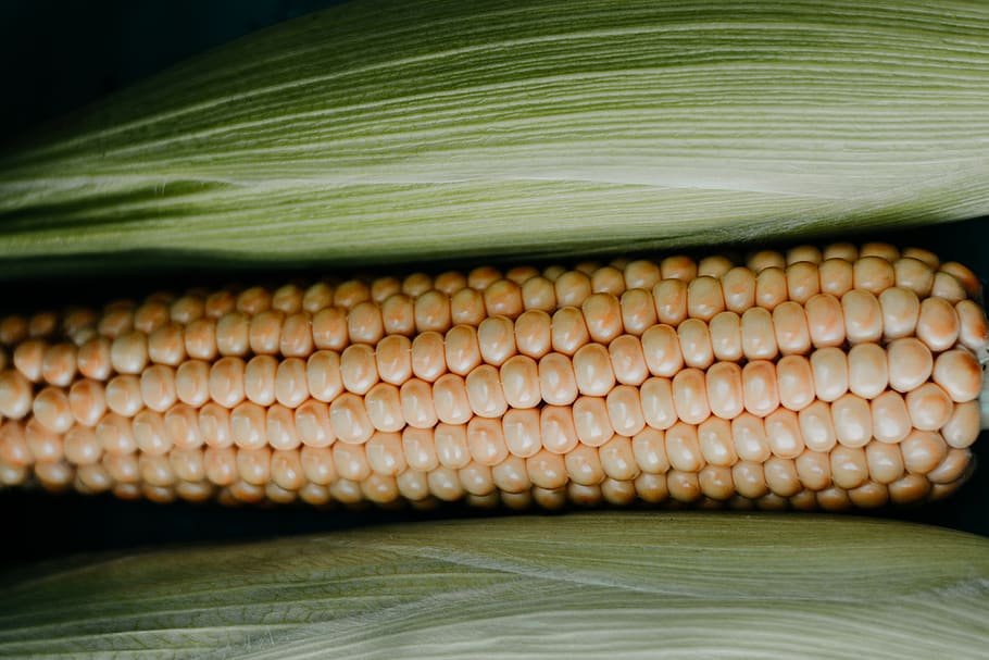 Close-up Photo of Corn, corn cob, fresh, harvest, food and drink HD wallpaper