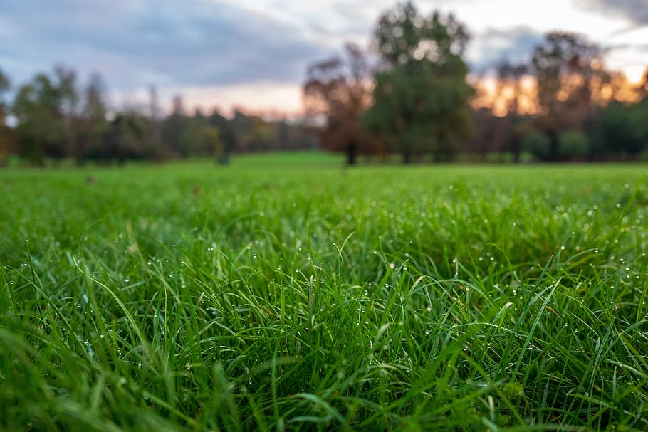 prato, dew, nature, grass, green, plant, bokeh, close, dripping HD wallpaper