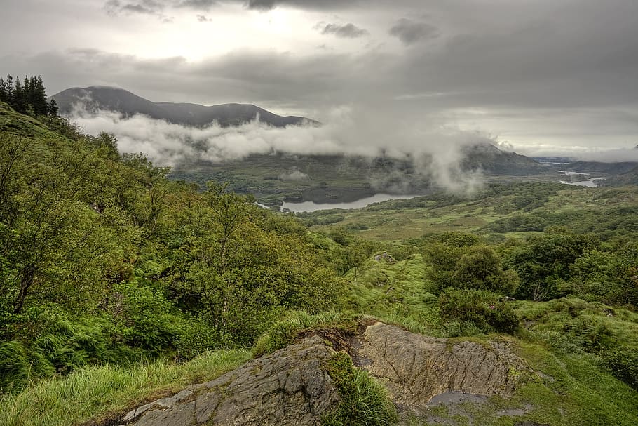 deforestation, killarney, kerry, ireland, nature, environment HD wallpaper