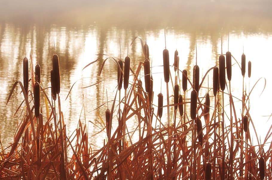 Cattails, reeds, grass, grasses, plants, water, lakes, ponds, HD wallpaper