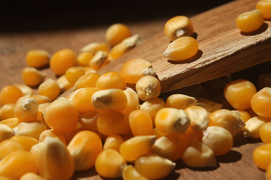 corn, popcorn, cook, wood - material, food and drink, spoon HD wallpaper