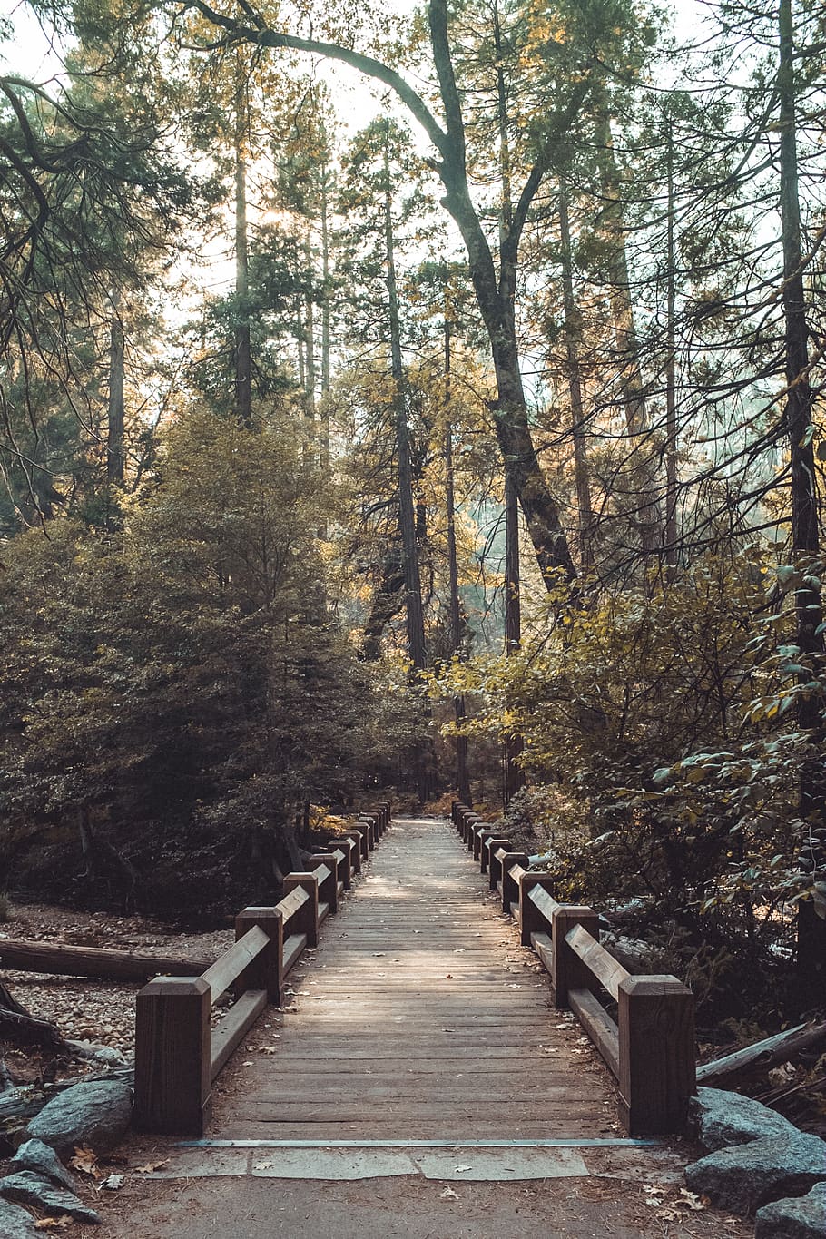 tree, nature, forest, bridge, the way forward, plant, direction HD wallpaper