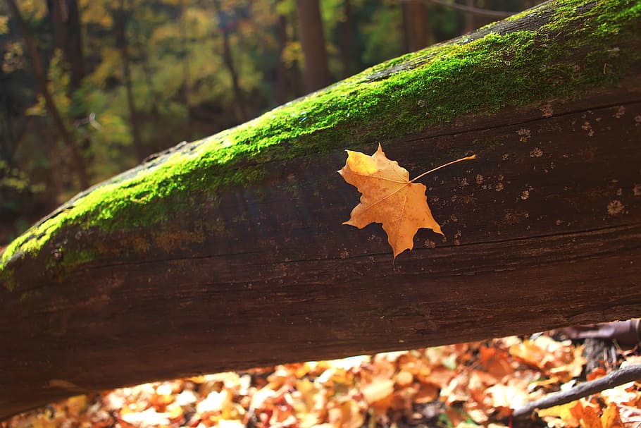 autumn, forest, scene, leaf, leaves, yellow, tree, park, wood HD wallpaper