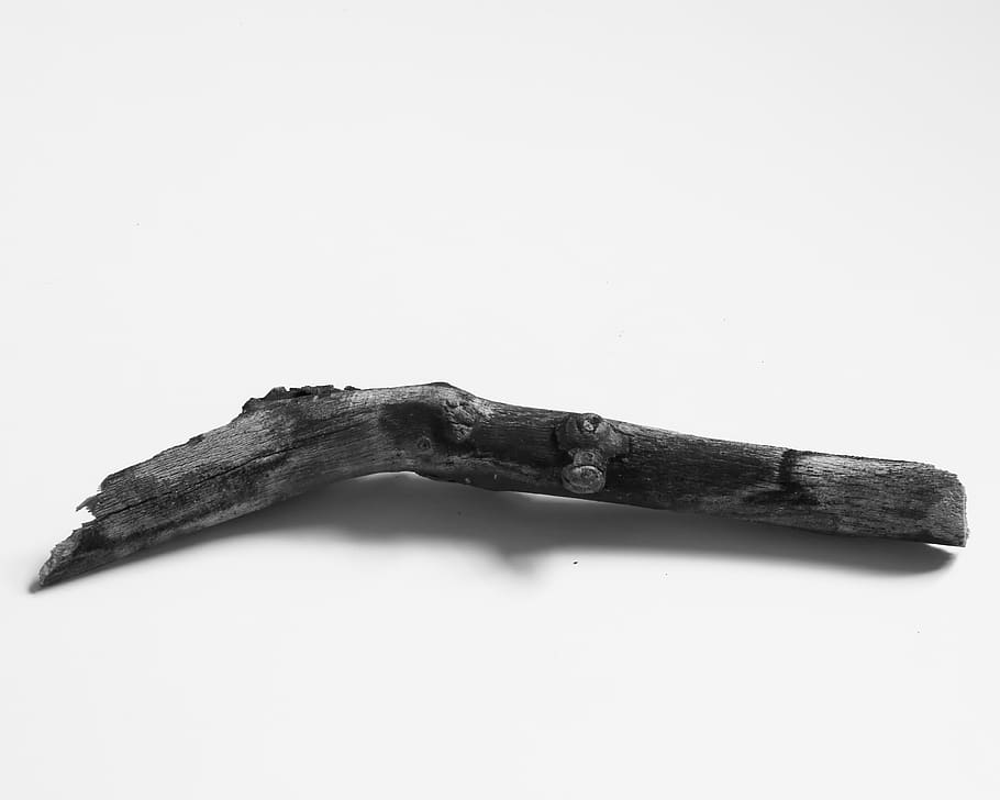 twig, tree, white background, studio shot, copy space, indoors HD wallpaper