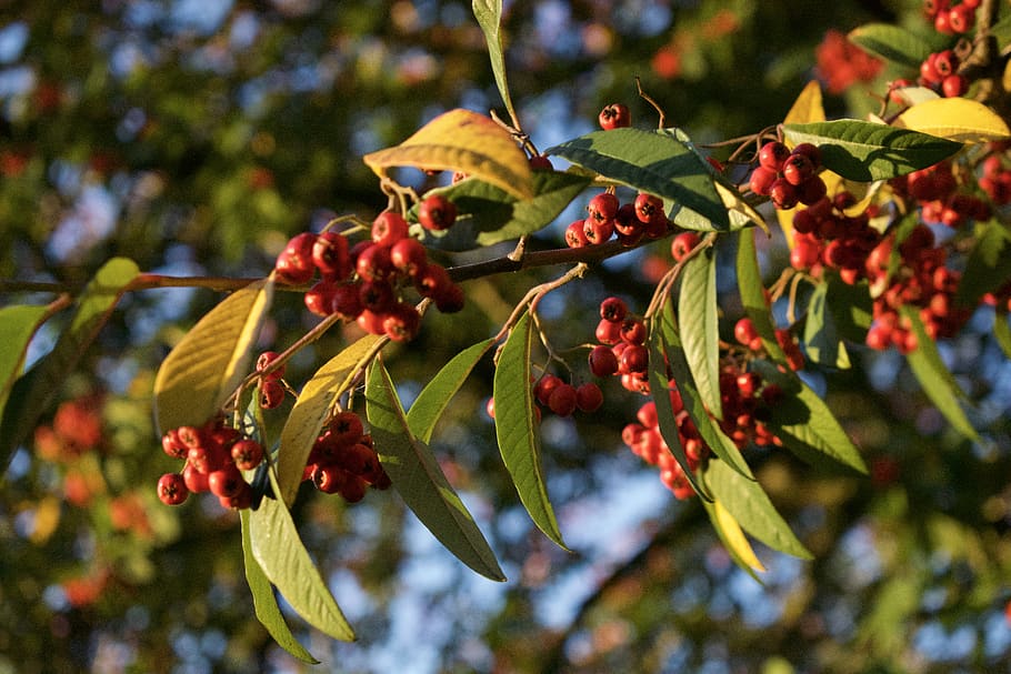 plant, fruit, food, cherry, sunset, nature, leaf, veins, blueberry HD wallpaper