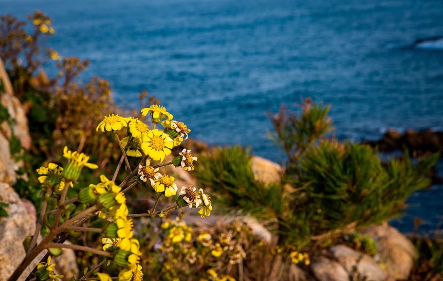 flowers, sea, nature, background, desktop, emotion photos, green