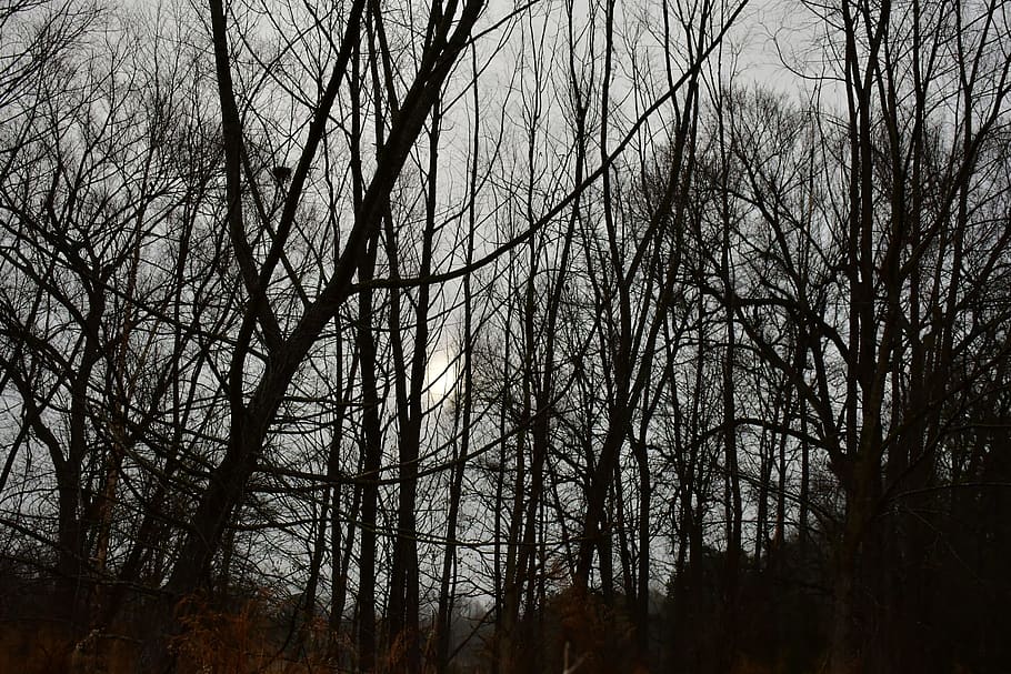 tree, plant, light, flare, sunlight, tree trunk, fire, vegetation HD wallpaper