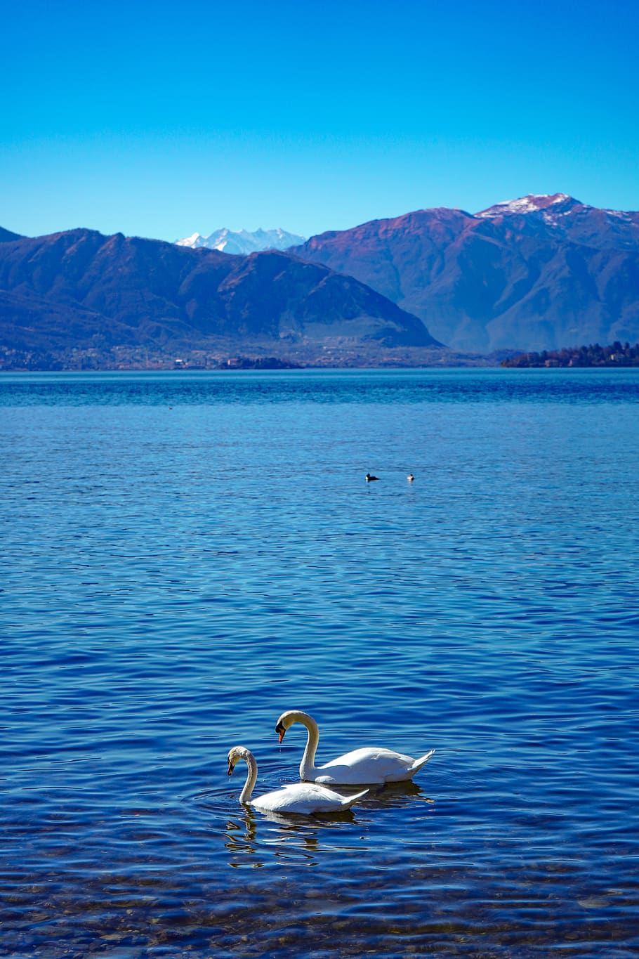 swans, lake, elegance, water, elegant, animal, bird, nature, HD wallpaper