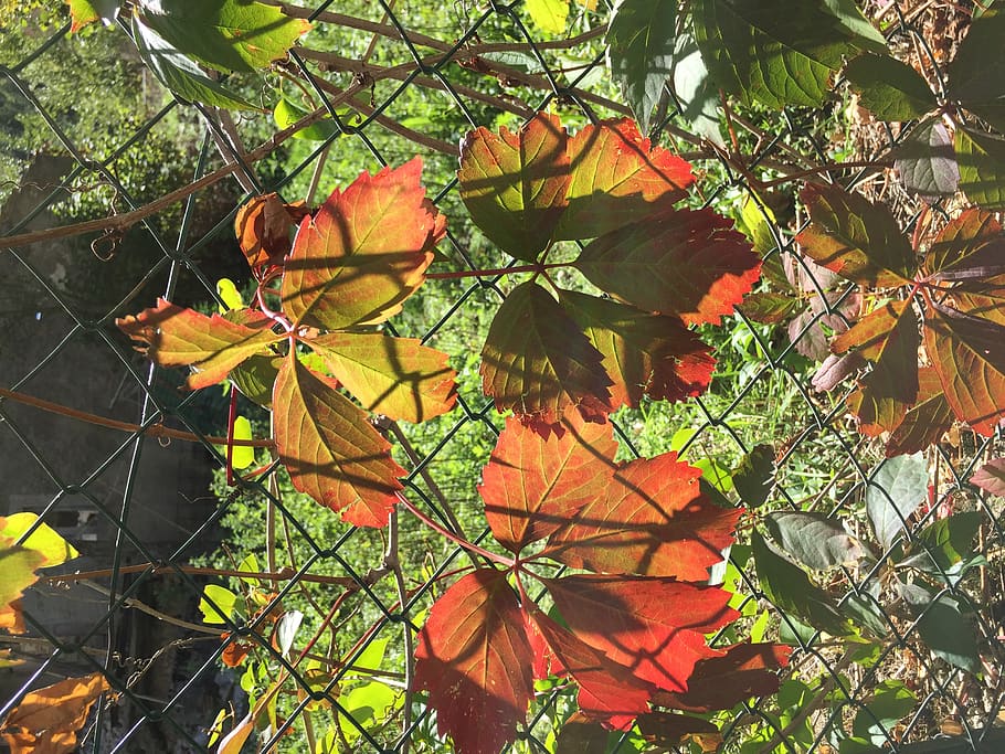 italy, montemonaco, plant part, leaf, growth, nature, beauty in nature HD wallpaper
