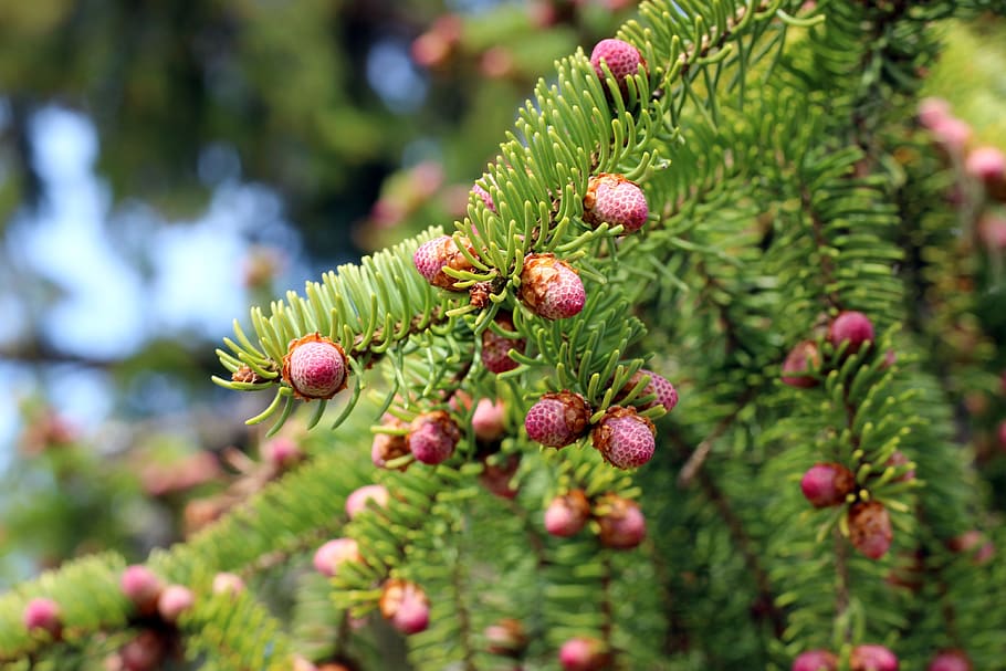 tree, spruce, spring, tap, pink, conifer, forest, pine cones HD wallpaper