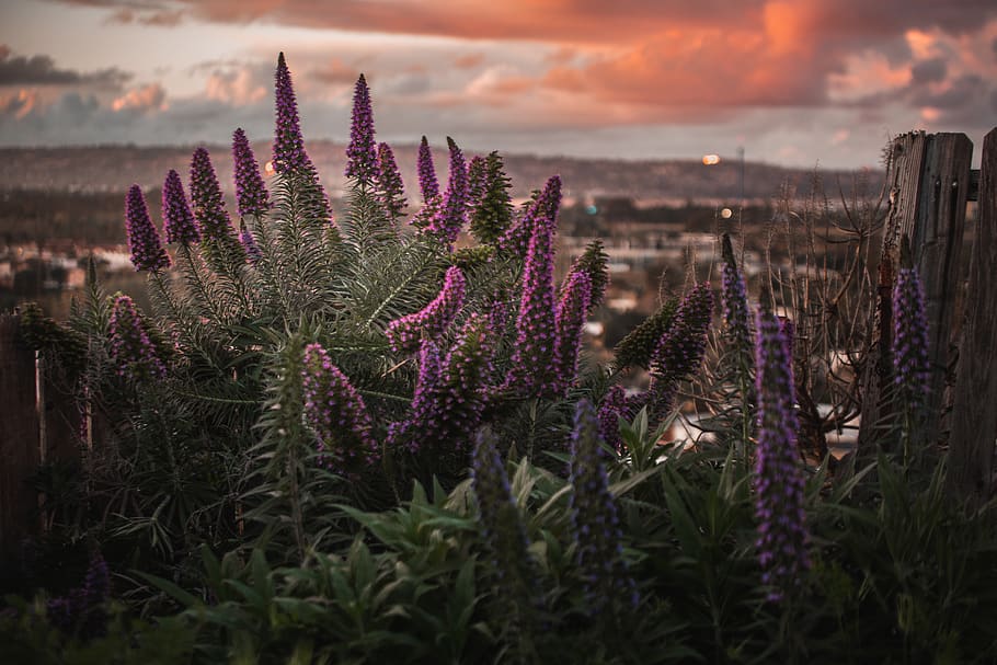purple-leafed plant, growth, beauty in nature, sunset, sky, flower HD wallpaper