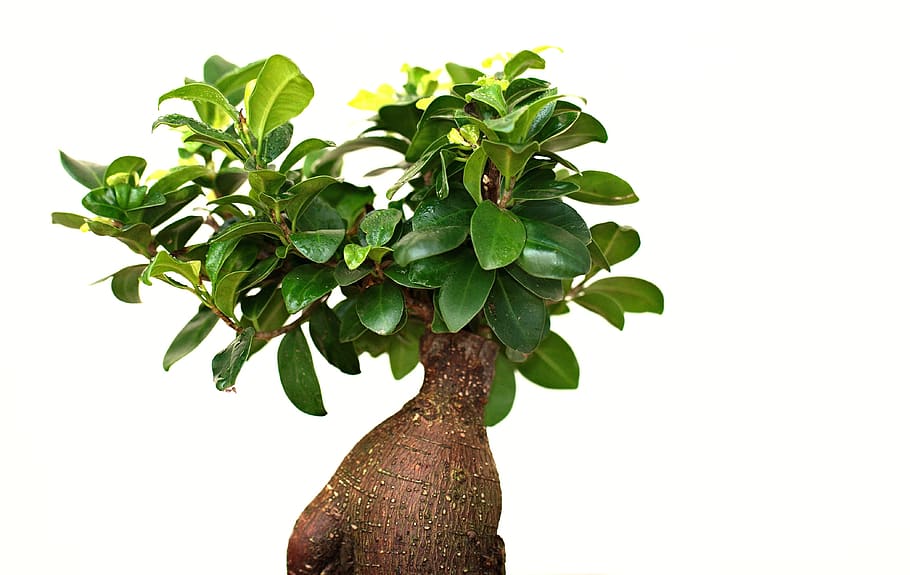 bonzai, decoration, tree, background, nature, decorative, design HD wallpaper