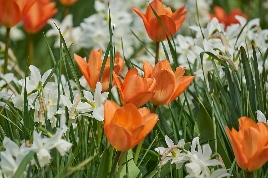 tulip, blossom, bloom, red, white, field, spring, garden, nature HD wallpaper