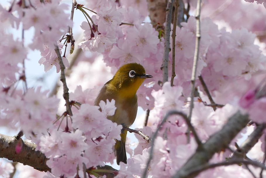 bird, japanese white-eye, cheery-blossom, spring, kyoto, nature